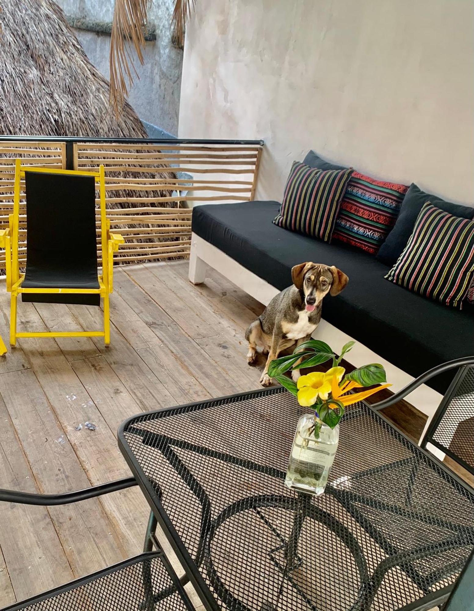 Sayulita Surf Bungalows Εξωτερικό φωτογραφία